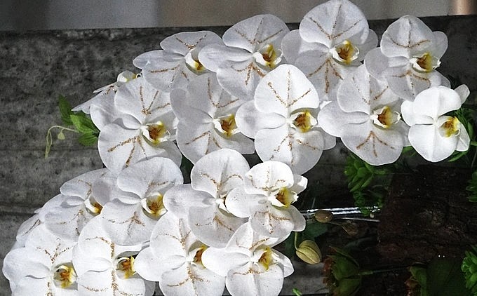 Những cánh lan trắng được dát vàng rất hấp dẫn.