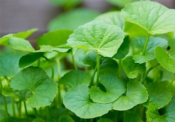 Loại rau ăn thì đắng uống thì ngang mà được ví như “nhân sâm”, ngừa được cả ung thư