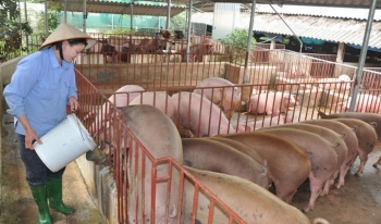 Giá heo hơi hôm nay 06/1 neo ở đáy 50.000 đồng/kg, siêu thị ồ ạt giảm giá xả hàng níu giá heo dịp Tết