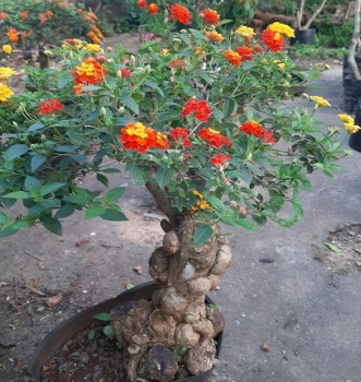 Tuyệt chiêu biến cây dại thành hoa ngũ sắc, mẹ đơn thân có cả gia tài