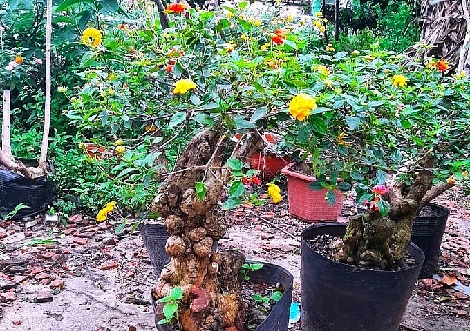 những cây ngũ sắc cổ thụ như thế này được bán với giá từ 400.000 đến 600.000 đồng.