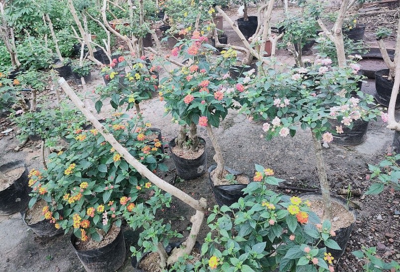 Vườn hoa ngũ sắc 500 cây của chị Loan sau 5 tháng thực hiện.