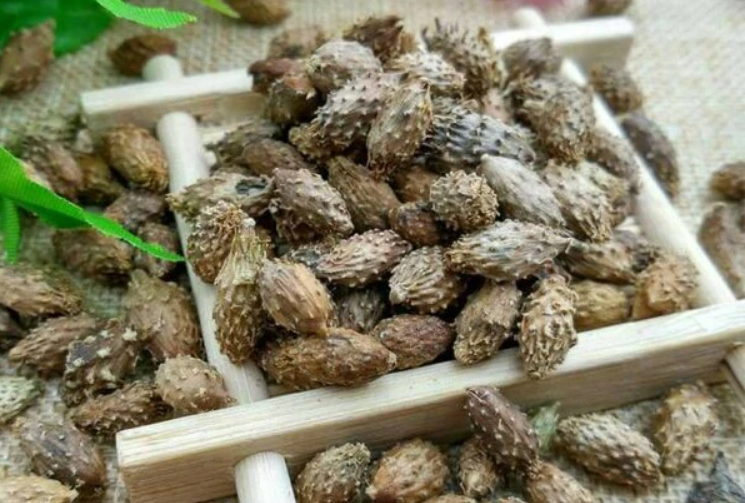 Quả ké (Thương nhĩ tử) là bộ phận thường được dùng để làm thuốc.