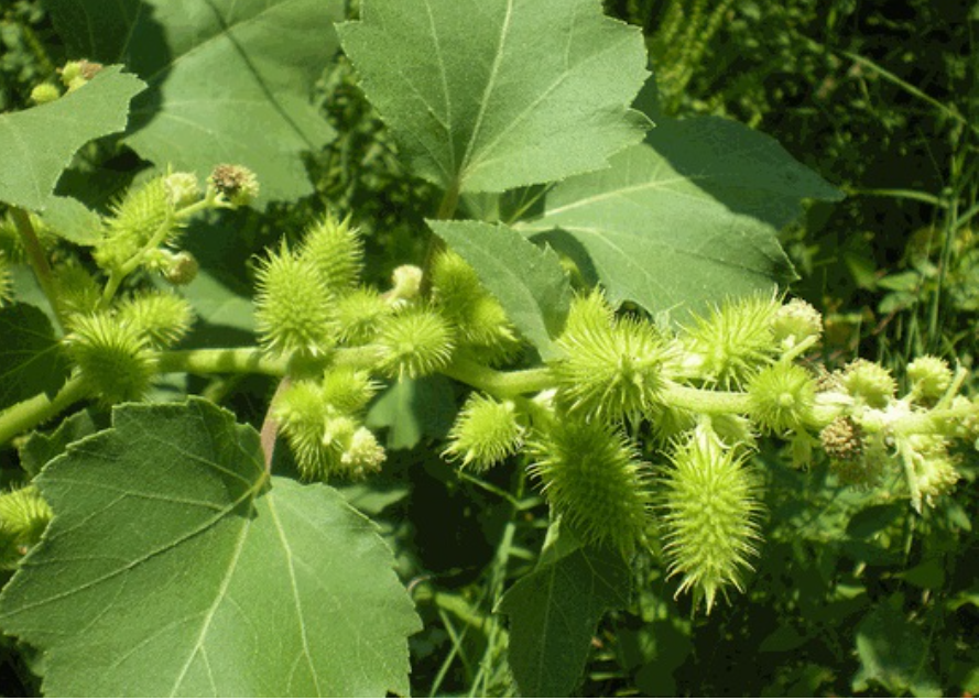 Cây ké đầu ngựa