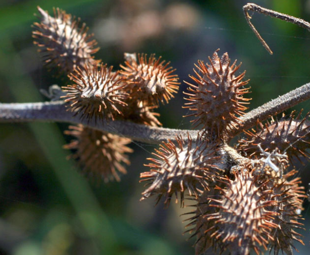 Ké đầu ngựa có tác dụng chữa xương khớp, các bệnh da liễu rất hiệu quả