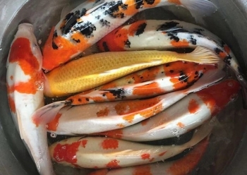 Độc đáo luyện cá Koi rước ông Công ông Táo về trời người khen hay người chê dở