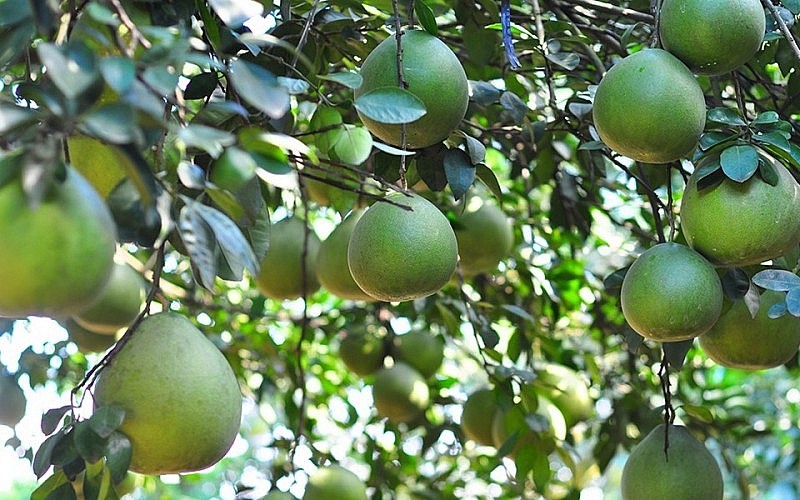 Đặc sản bưởi Tân Triều