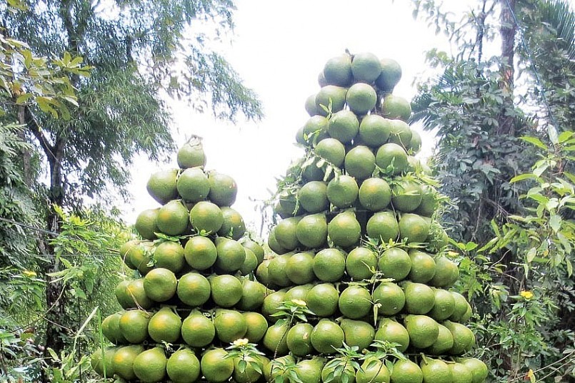 Đặc sản bưởi Tân Triều giảm giá sâu