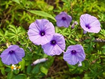 Loại hoa dân dã tím lịm cả đồng quê, vừa chữa bách bệnh lại có công dụng làm đẹp