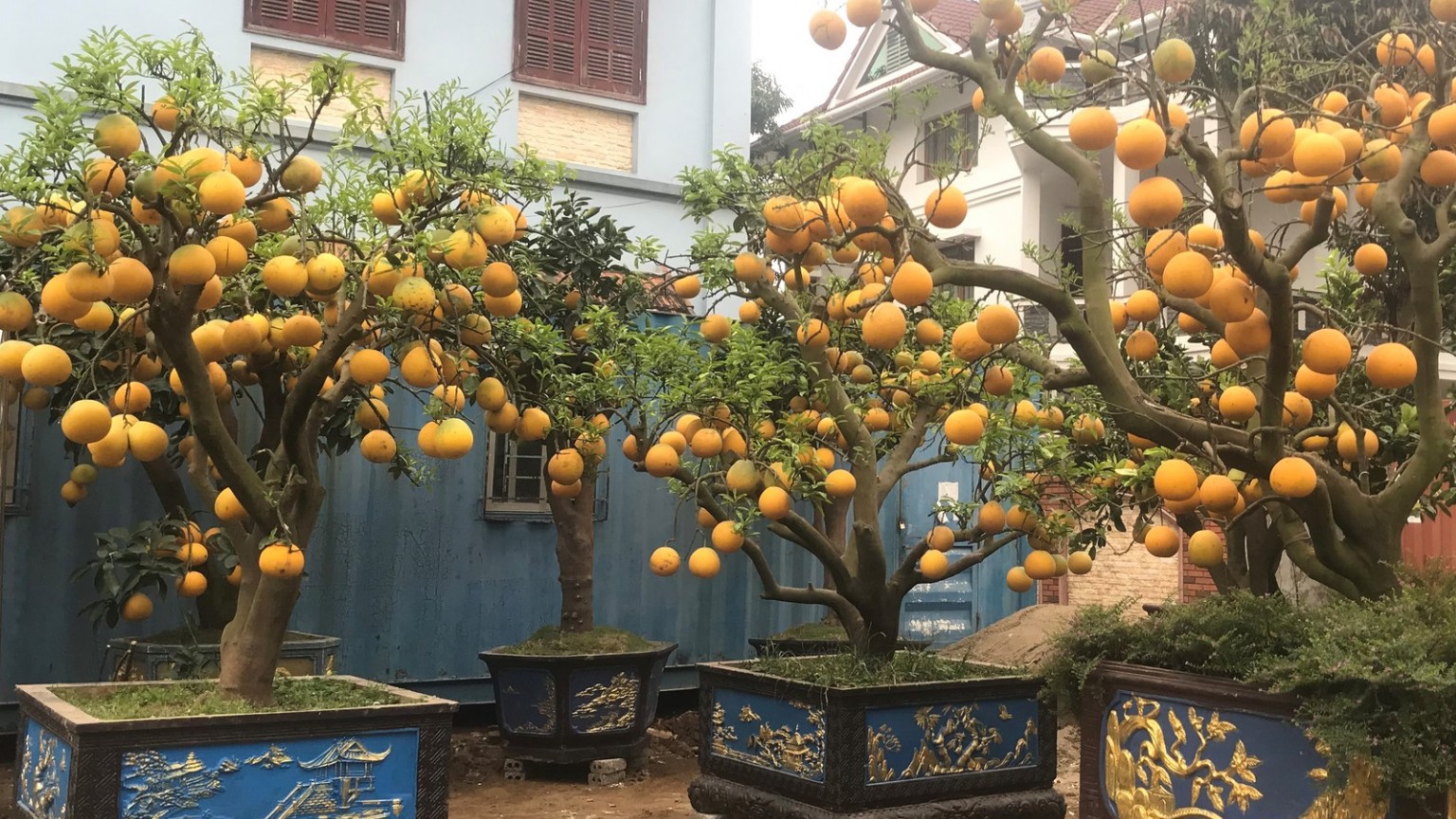 Thứ cây cảnh chưng Tết lạ mắt ở Nghệ An, lá bị vặt sạch, chỉ thấy toàn quả vàng