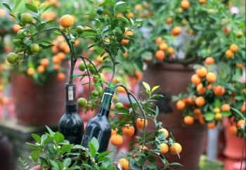 Độc lạ quất trồng trong chai, tý hon mà đủ dáng thế lại sai trĩu quả