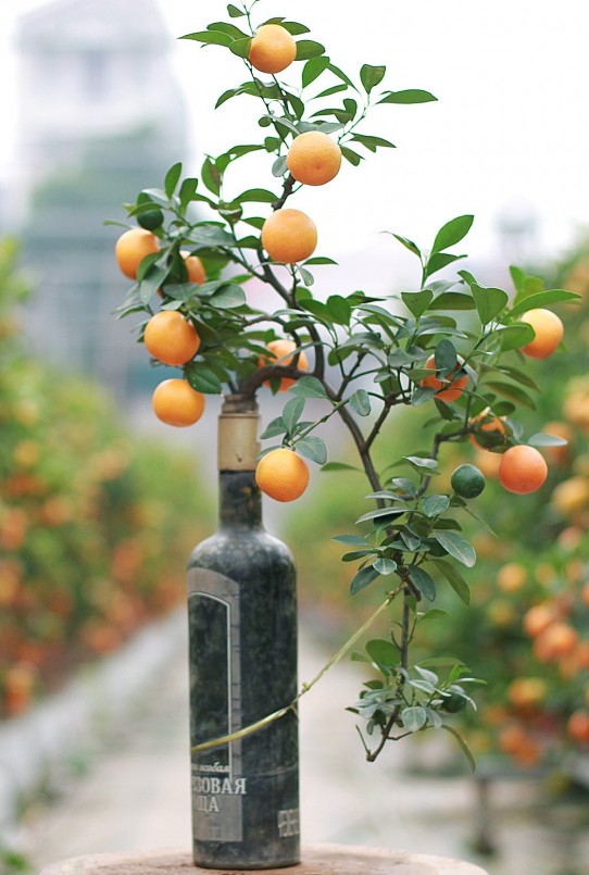 Những cây quất trồng trong chai dù tý hon những có dáng thế đẹp mắt.