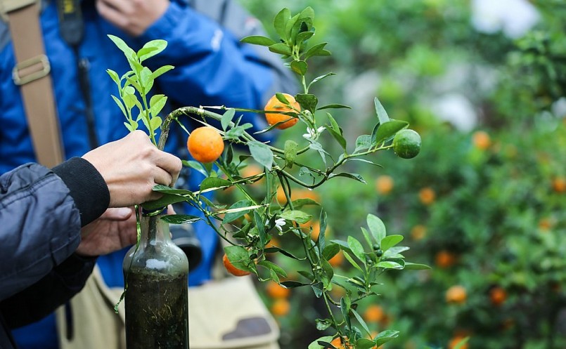 Sản phẩm độc lạ quất trồng trong chai đang tạo sức hút dịp Tết.