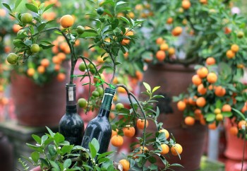 Độc lạ quất trồng trong chai, tý hon mà đủ dáng thế lại sai trĩu quả