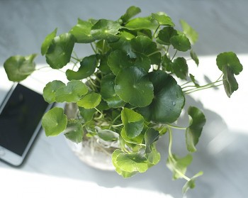 Người tuổi Tỵ trồng cây này sẽ có công việc thăng tiến, tiền bạc rủng rỉnh trong năm mới