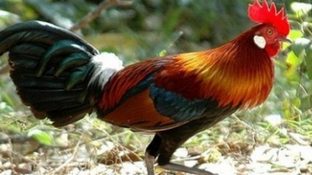 Những loại gà tiến vua cực quý hiếm, được "săn lùng" ráo riết dịp Tết Nguyên đán