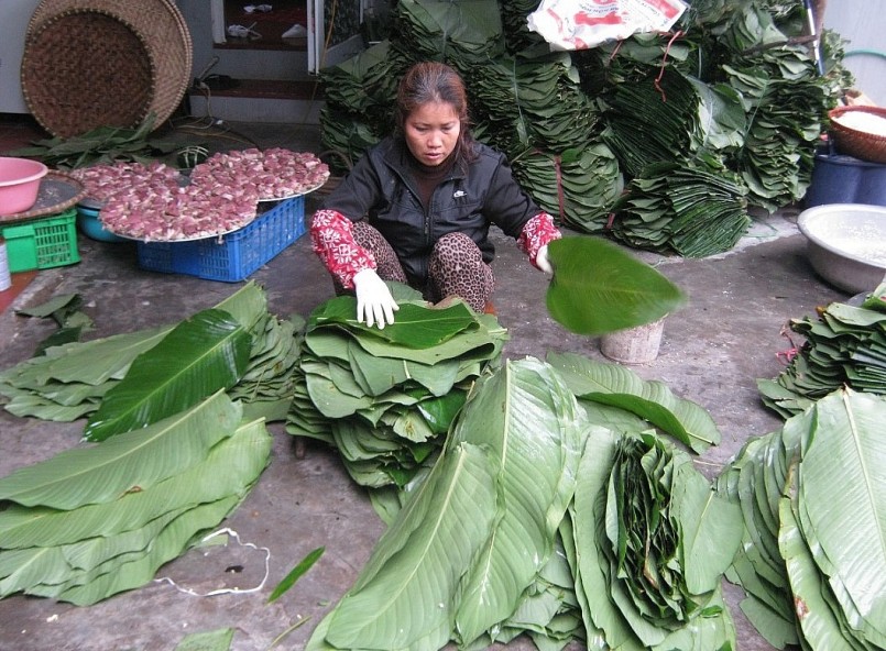 1. Lá dong được thu mua tập kết để chuẩn bị gói bánh chưng Tết. Công đoạn làm sạch lá rong cũng đòi hỏi sự tỉ mỉ và cầu kỳ. 1. Lá dong được thu mua tập kết để chuẩn bị gói bánh chưng Tết. Công đoạn làm sạch lá rong cũng đòi hỏi sự tỉ mỉ và cầu kỳ.
