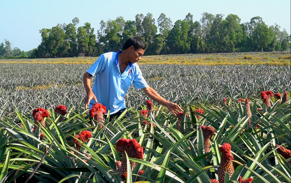 Rẫy khóm phụng của hộ gia đình ông Phan Xuân Huy, ngụ xã Vĩnh Phước A, huyện Gò Quao (Kiên Giang) Rẫy khóm phụng của hộ gia đình ông Phan Xuân Huy, ngụ xã Vĩnh Phước A, huyện Gò Quao (Kiên Giang)