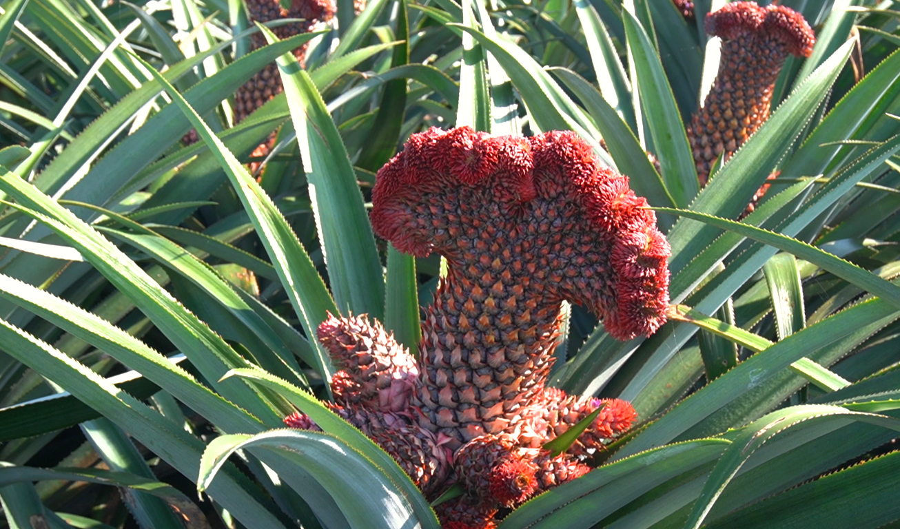 khóm này bằng tên gọi là khóm đầu lân, khóm long phụng khóm này bằng tên gọi là khóm đầu lân, khóm long phụng