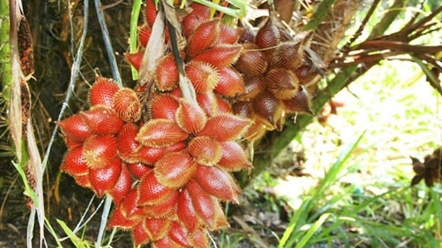 Thứ quả gai góc, xù xì bỗng thành đặc sản được yêu thích đến lạ