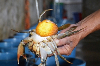 Bí quyết nuôi cua mẹ ốp trứng khổng lồ mỗi con thu tiền triệu