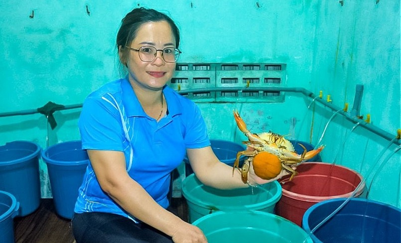 Mỗi con cua mẹ ốp trứng chị Chinh bán 1,5 triệu đồng.