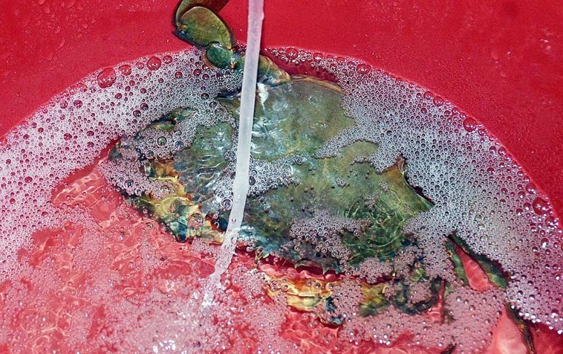 Cua gạch sau khi mua về được bỏ vào xô nhựa, mỗi thùng chỉ để một con cua mẹ ốp trứng.