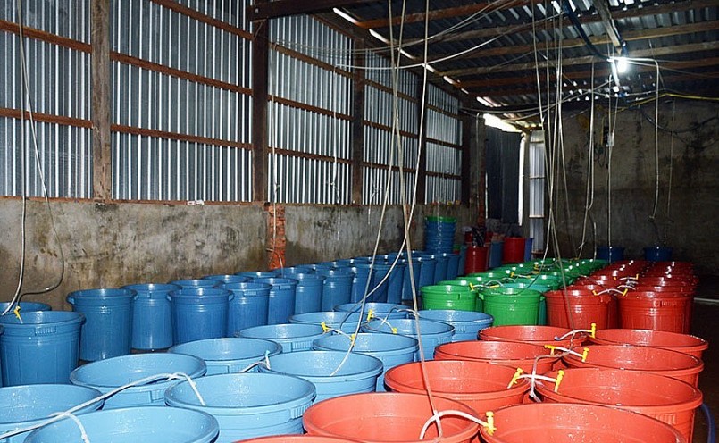 Xô nhựa anh Niêm dùng để vỗ cua mẹ ốp trứng đẻ trứng.