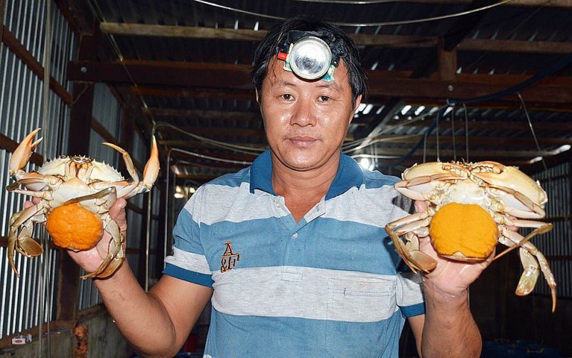 Với mô hình cua mẹ ốp trứng này, bình quân mỗi tháng anh Niêm bán ra được 50-70 con cua mẹ.