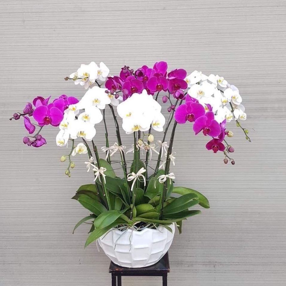 Cây cảnh hợp tuổi Mão giúp người trồng phát tài phát lộc