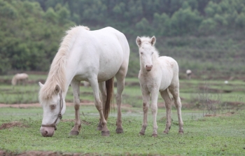 Nuôi tập đoàn con ăn cỏ, bán một con có ngay 80 triệu đồng, những nông dân này vươn lên làm giàu