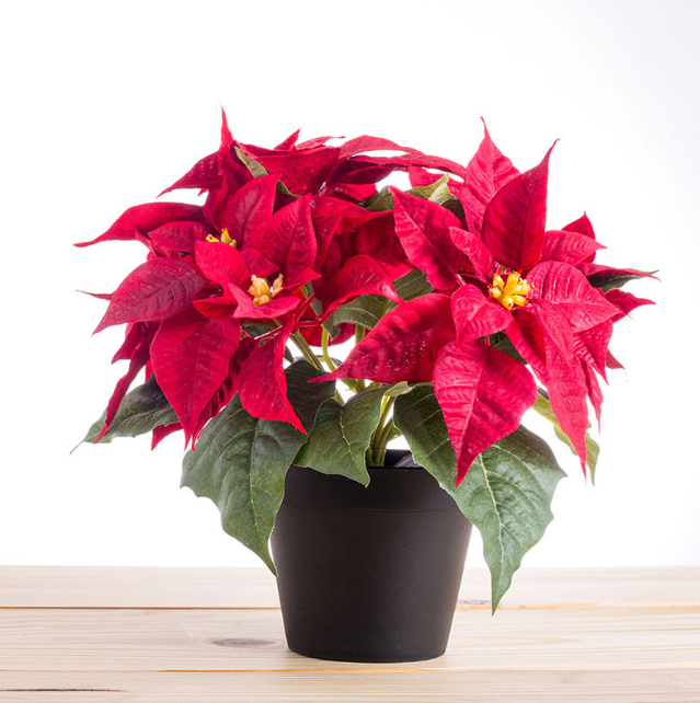 Cây cảnh hợp tuổi Mão giúp người trồng phát tài phát lộc