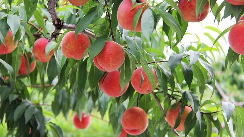 Những loại “quả phát tài” mang ý nghĩa hạnh phúc, cầu bình an