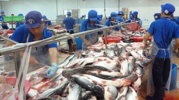 Xuất khẩu cá tra giảm, doanh nghiệp cần linh hoạt điều chỉnh thị trường