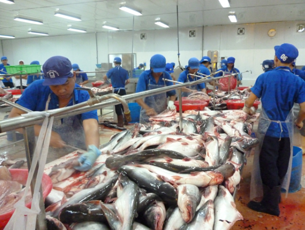 ngành cá tra có thể lạc quan với kỷ lục trên 2,4 tỷ USD năm 2022.