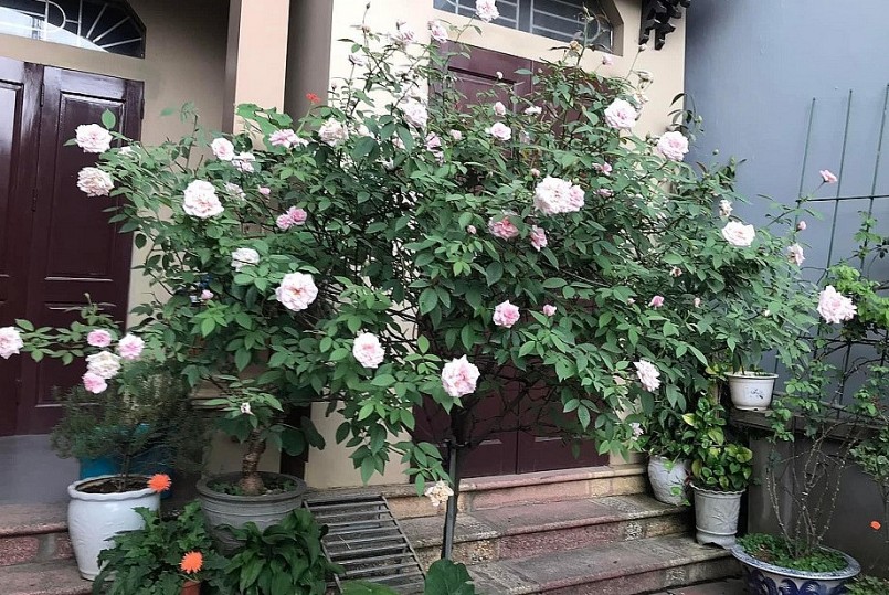 Bạn cần biết những bí quyết chăm sóc hoa hồng để hoa luôn đẹp lung linh.