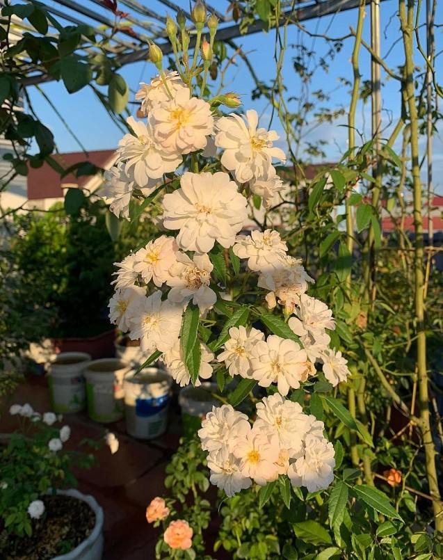 Kỹ thuật chăm sóc hoa hồng cũng không cầu kỳ và tốn nhiều thời gian.