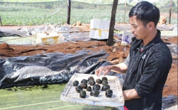 Những bí quyết nuôi ốc độc lạ, mùa đông giá rét vẫn sinh sôi thu nửa tỷ mỗi năm