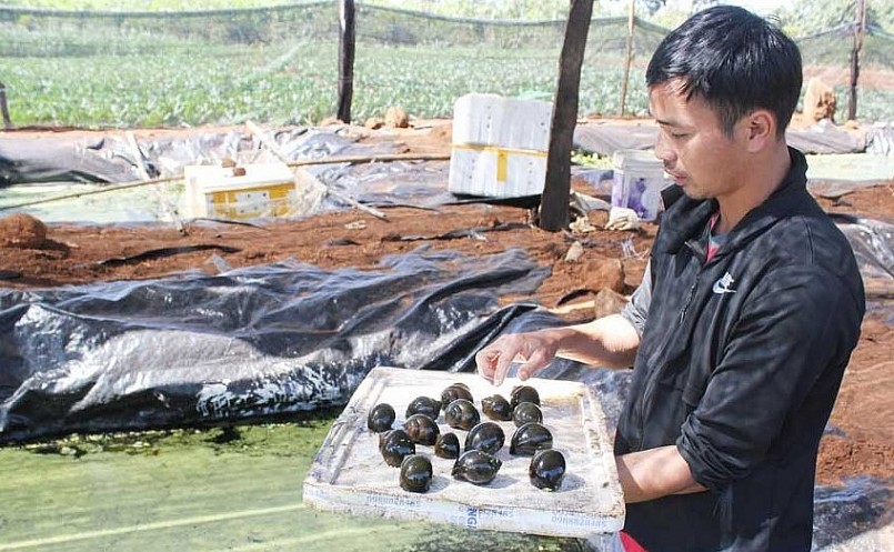 Những mô hình nuôi ốc nhồi đem lại thu nhập hàng trăm triệu đồng mỗi năm.