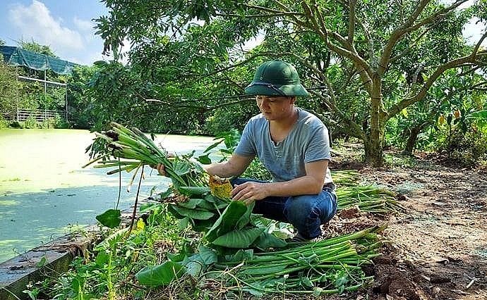 Lợi thế của nuôi ốc nhồi là tận dụng nguồn thức ăn tự nhiên sẵn có.