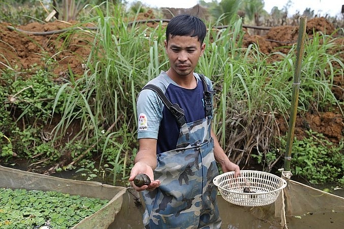 Đến nay, anh Hội đã mở rộng diện tích nuôi ốc nhồi lên đất rẫy, tổng cộng gần 2.000 m2.