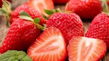 Dâu tây Mộc Châu vào mùa, nhiều ưu điểm “ăn đứt” dâu Hàn Quốc