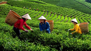 Xuất khẩu chè năm 2022 tăng trưởng 2 con số