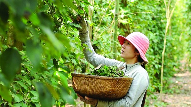 Vượt khó, xuất khẩu hồ tiêu năm 2022 đạt 963 triệu USD
