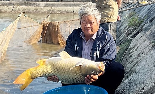 Ông Quất tạo ra loại cá tốc độ lớn nhanh, ngoại hình đẹp như thân dài, đầu nhỏ vừa phải, màu vàng óng, chất lượng thịt thơm ngon. Ông Quất tạo ra loại cá tốc độ lớn nhanh, ngoại hình đẹp như thân dài, đầu nhỏ vừa phải, màu vàng óng, chất lượng thịt thơm ngon.