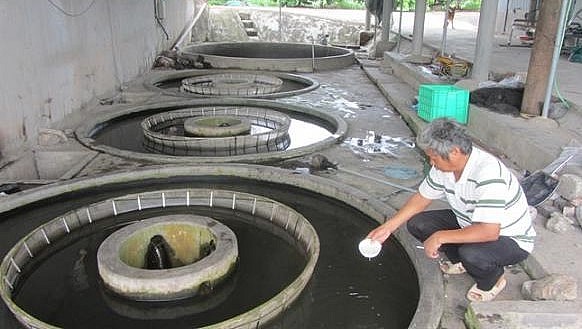 Khu ương cá giống của ông Quất tạo ra loại cá chép lai chất lượng cao. Khu ương cá giống của ông Quất tạo ra loại cá chép lai chất lượng cao.