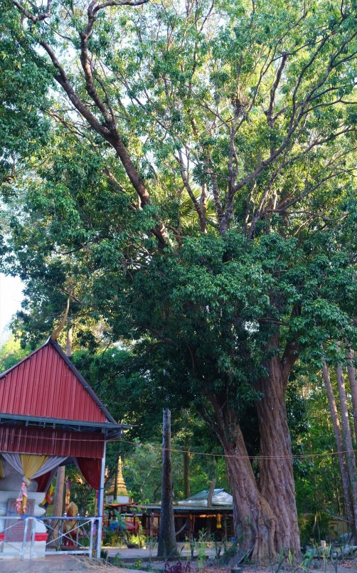 Trải qua bao nhiêu bom đạn, cây vải thiều cổ thụ vẫn cứng cỏi bén rễ, trở thành niềm tin yêu của bà con Khmer.