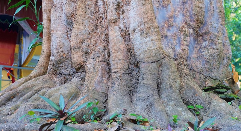 Thân vải to, lớn mạnh khỏe 3 - 4 người ôm, trở thành điểm tựa cho nhiều giống dây leo sinh sống cũng như cách mà bà con Khmer nương tựa vào nhau.
