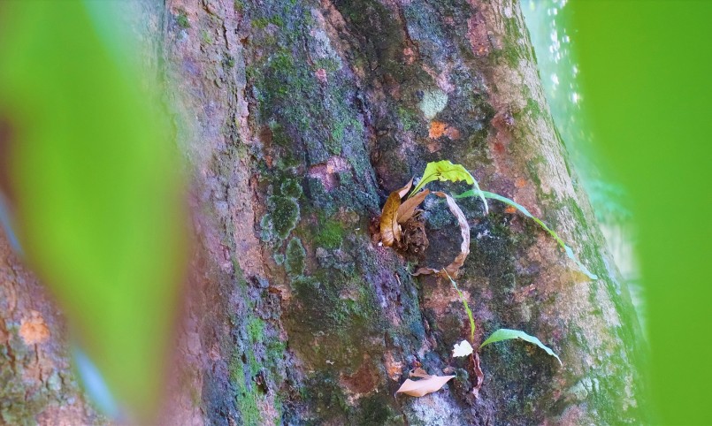 Thân cây vải thiều cổ thụ này to và thẳng đứng 3-4 người mới ôm xuể và không chia ra làm nhiều thân như những cây vải lâu đời miền Bắc.