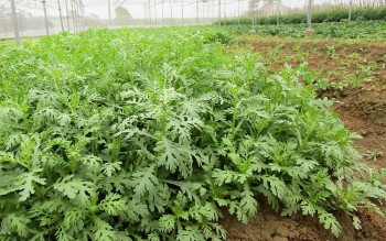 Thứ rau mùa đông thường dùng nhúng lẩu, nay đem sốt tỏi thì ngon hết nấc, bất ngờ nhất là cực dễ trồng